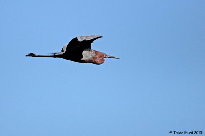 Reddish Egret, one of two flying together