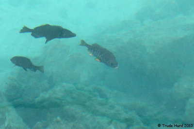 Is these Striped Bass next to the Pilgrim???