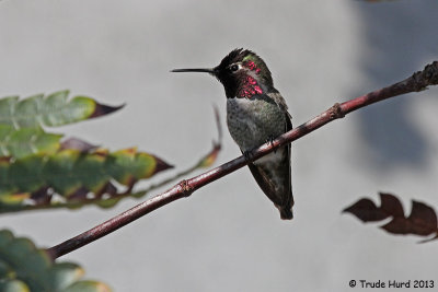 Anna's Hummingbird 