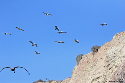 Brown Pelicans use bluffs for updrafts