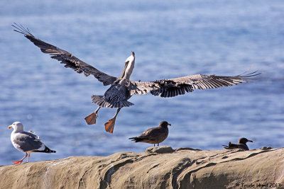 Brown Pelican landing on rock