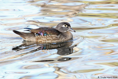 Isn't she gorgeous?  Female Wood Duck