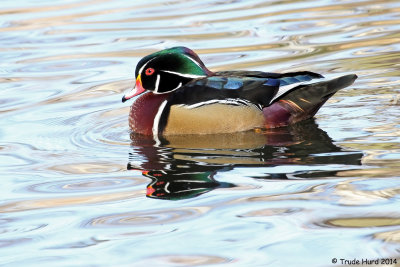 Her boyfriend, the male Wood Duck