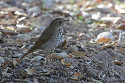 Hermit Thrush (notice rusty wings and tail)