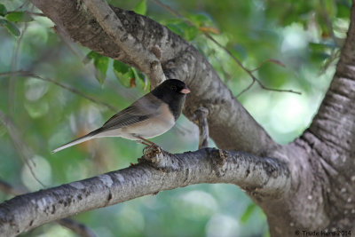 Dark-eyed Junco 