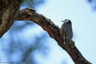 White-breasted Nuthatch (never still for a second!)