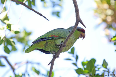 Even the exotics are pretty:  Lilac-crowned Parrot