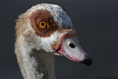 Egyptian Goose  