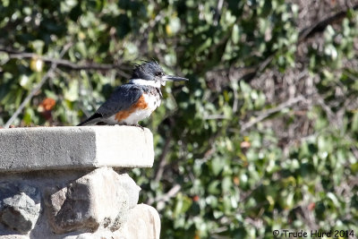 Belted Kingfisher, female, perched and waiting for fish