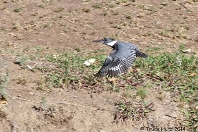 Kingfisher comes up empty and returns to perch to try again