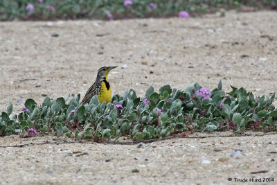 Western Meadowlark at end of footbridge
