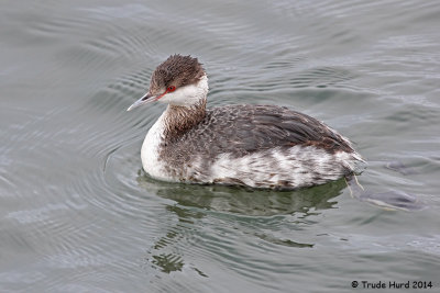 Horned Grebe 