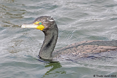 Double-crested Cormorant with its breeding plumes