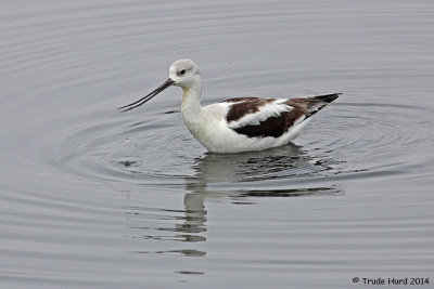 Avocet with water drop