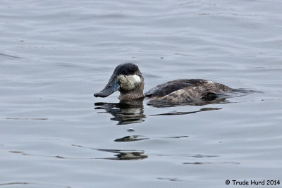 Ruddy Duck's bill turning blue