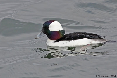 Bufflehead male always looks dandy