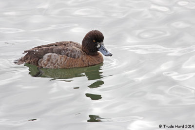 Female scaup with foggy reflection in water