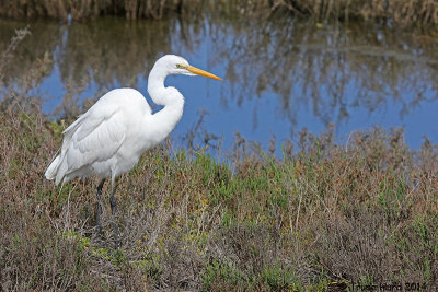 Great Egret hunting near Wintersburg Channel