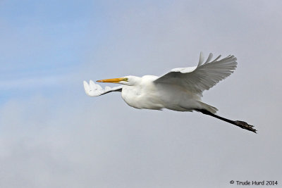 Great Egret with yellow beak and black feet