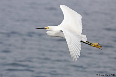 Snowy Egret with black beak and yellow feet