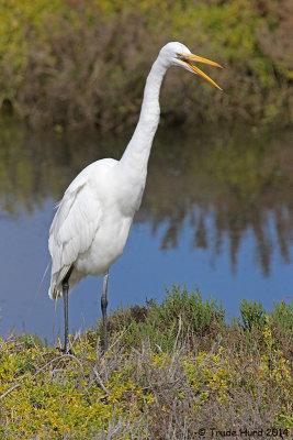 Oh, yeah, Great Egret is Greater Big!