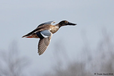 Northern Shoveler in flight