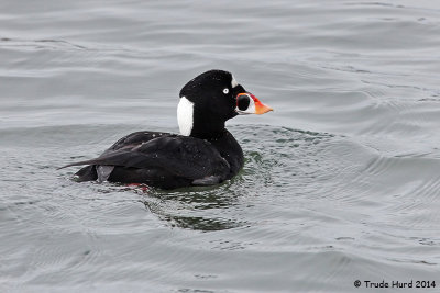 Surf Scoter male gets all the attention