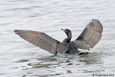Double-crested Cormorant STRETCH