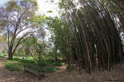 Stand of bamboo