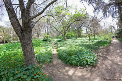 Inviting paths meander throughout the arboretum