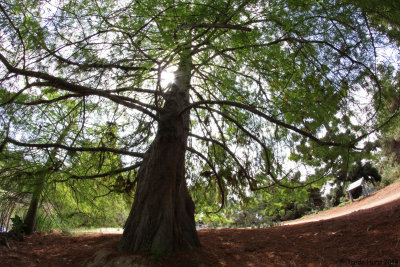 fish_eye_lens_at_csuf_arboretum