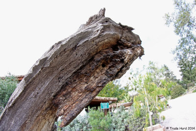 Can you find her round hole in wood?  (hint, look above green sign)