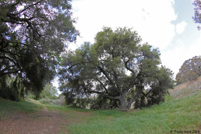 After Bob's talk, I took a walk among the Coast Live Oak