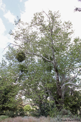 Sycamore leafed out with darker green Mistletoe