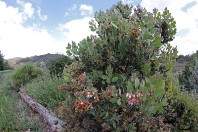 Manzanita with winter flowers