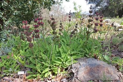 Hummingbird Sage in flower in shade