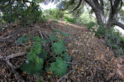 Coral Bells like it shady; see flower stalk to right