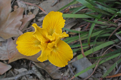Douglas Iris grows well in shade