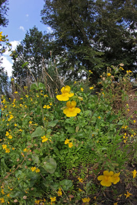 Seep Monkeyflower likes it wet (dripping hose nearby)