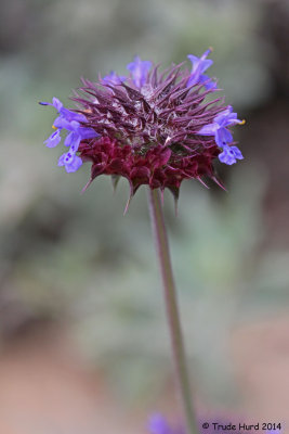 CA wildflowers blooming like Chia