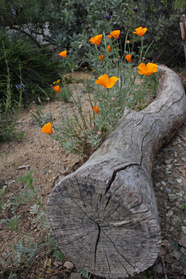 California Poppy