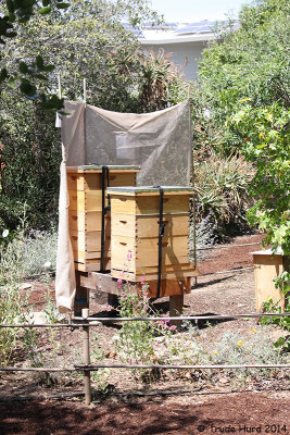 ....to bee hives!