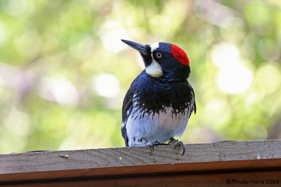 Acorn Woodpecker, female