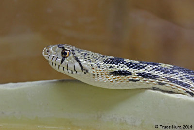 Gopher Snake, captive 