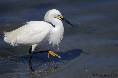bolsa_chica_in_summer_2014