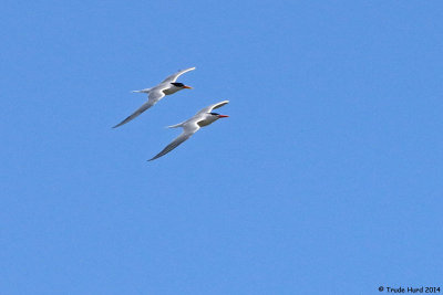 Elegant Tern pair in harmonious flight