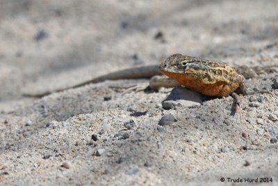 Side-blotched lizard with its breeding colors