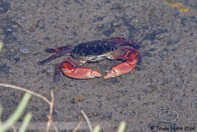 Striped Shore Crab collects good stuff out of mud