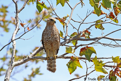 Red-shouldered Hawk in sycamore