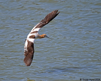 American Avocet in flight